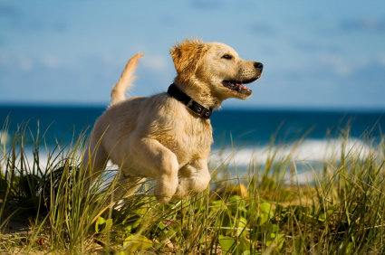 Take your pet on holiday